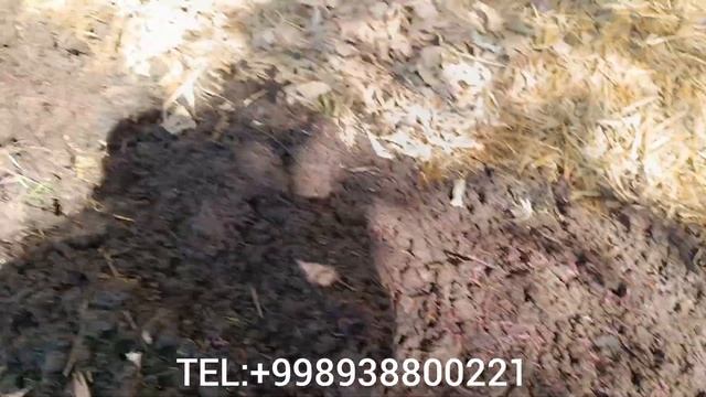 BIOGUMUS BUXORO KALIFORNIYA CHUVALCHANGLARI БИОГУМУС БУХОРО КАЛИФОРНИЯ КИ