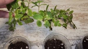 Как размножить и укоренить мяту