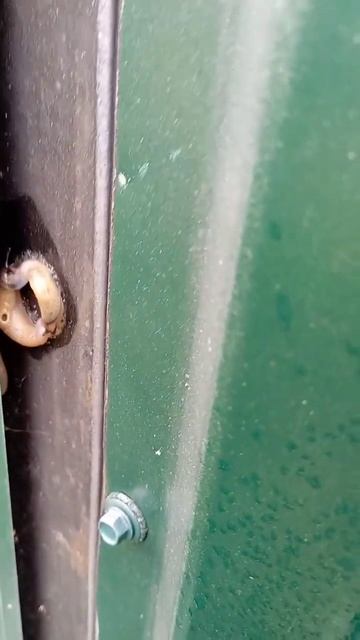 #рекомендации #бизнесланч #бургеркинг #завтрак #звери # смотреть онлайн