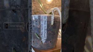 НЕДОСТАТОК горшков с боковыми отверстиями для орхиде?