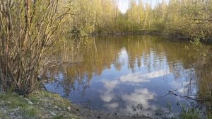 Природа. Пение птиц.