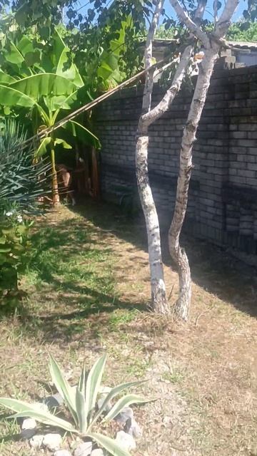 Берёзы НЕ растут в Адлере. Бродяга Братан 🐶 под Банан? смотреть онлайн