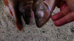 РЫБА В ДУХОВКЕ ОКУНЬ В СОЛИ