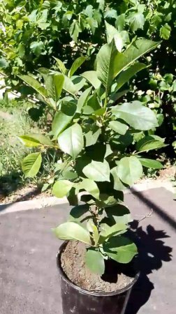 Балконная вишня Hartland с доставкой Россия | Small Gardens