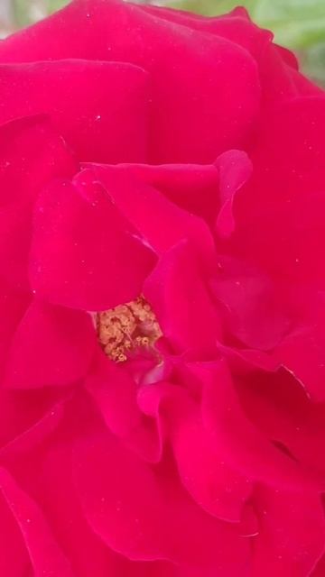 Роза во всей красе. смотреть онлайн