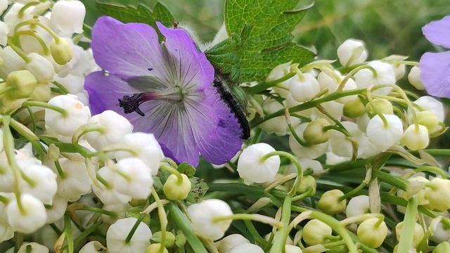 приключения гусеницы путешественницы