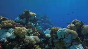 Египет. Шарм эль Шейх. Отель Park Regency. Подводный мир