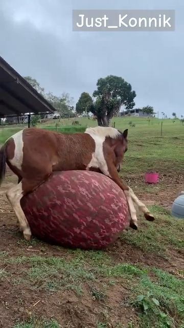 А у вашей лошади есть игрушки🏇💖#рекомендации#тикток смотреть онлайн