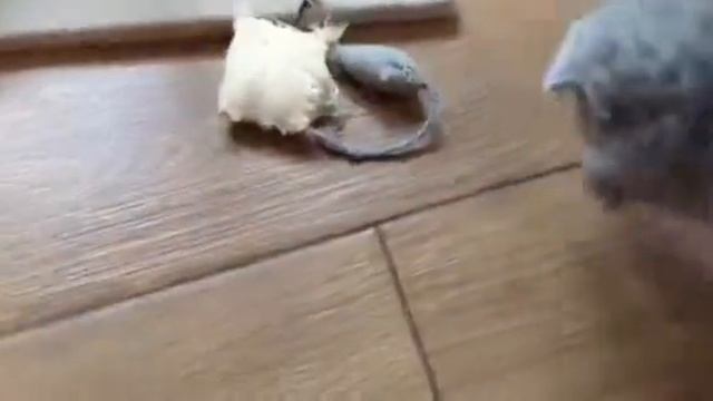 Британцы вислоухие смотреть онлайн