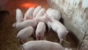 Поросята крупная белая