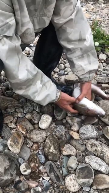 Всё нормально 👍3.07.2023.Поймали монстра #шорст #друзья #б смотреть онлайн