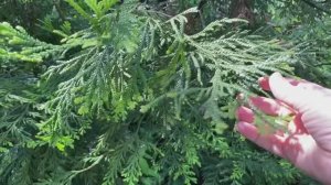 Парк Южные культуры в Адлере ,часть 3 , май 2025 года