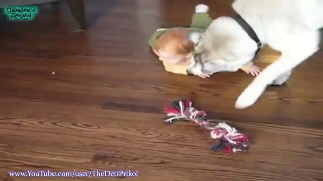 Лучшая подборка Собаки и Дети!Приколы с Детьми! The best selection Dogs and Children смотреть онлайн