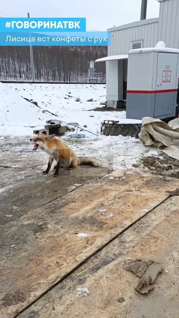 Лисица ест конфеты с рук смотреть онлайн