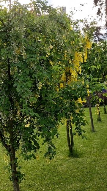 Жёлтая акация Харьков #shorts смотреть онлайн