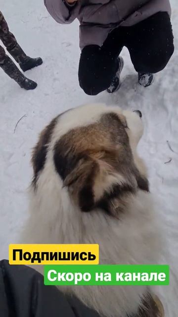 Обнимашки и фото с якутскими лайками Сибирская одиссе смотреть онлайн