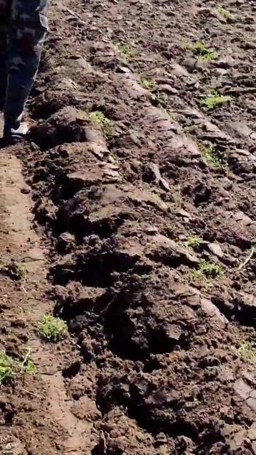 Конный плуг с МТЗ смотреть онлайн