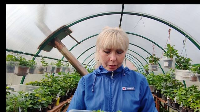 18.04.25.Прошел месяц с момента черенкования 🌱🌱🌱Есть л смотреть онлайн