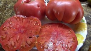 Новый Большой Гном. Очень большие плоды со вкусом ИТАЛЬЯНСКИХ ПОМИДОР!