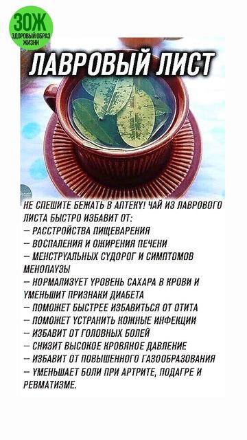 Полезные свойства лаврового листа для здоровья #зож #з смотреть онлайн