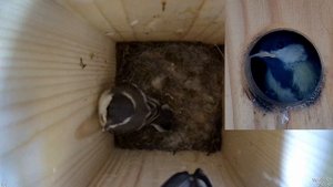 Птенцы большой синицы покидают родное гнездо.