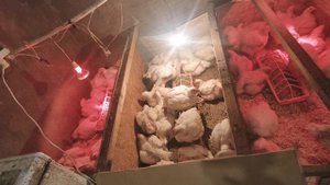 тестируем комбикорма для бройлеров.взвешивание в 35 дней.