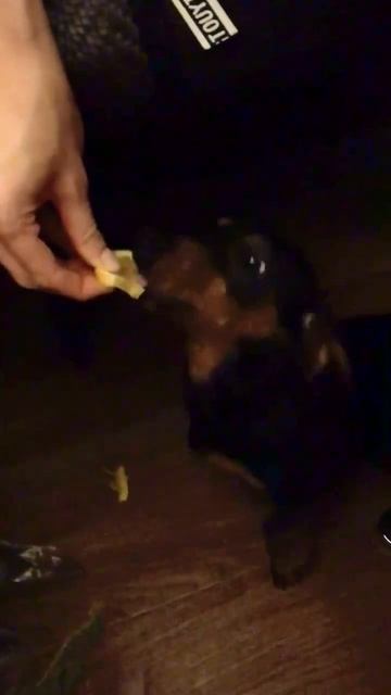 Всеядный #обжора ест #лимон 🍋 #dog #puppy #dogowner #такса #petowner смотреть онлайн