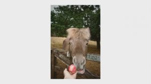 Airbnb Farms - Old Town Road (2023)