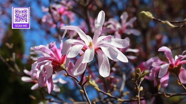Як магнолія впливає на людину з точки зору Фен-шуй смотреть онлайн