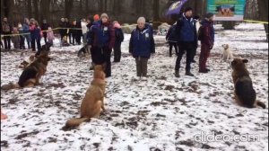 Собачьи трюки с хозяевами 2025 г.1 часть.mp4