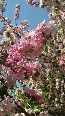 flowers of the Apple's trees 🌺🌺🌺яблони в цвету,весна