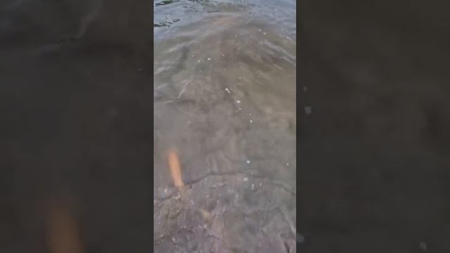 Выпускаю янтарную форель #рыба #fishing #осётр #осетроваяферма #форель #пруд #рыбалка