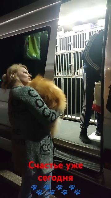 Быть счастливым легко👌Счастье можно купить🐾👌 Прод смотреть онлайн