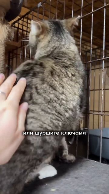 КАК КОТЫ ПОНИМАЮТ, ЧТО ВЫ СКОРО ПРИДЕТЕ ДОМОЙ? #животны смотреть онлайн