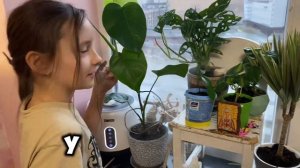 Как черенковать Пеперомия сканденс