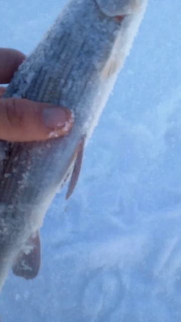 #рекомендации #рек #рыбалка #хариус смотреть онлайн