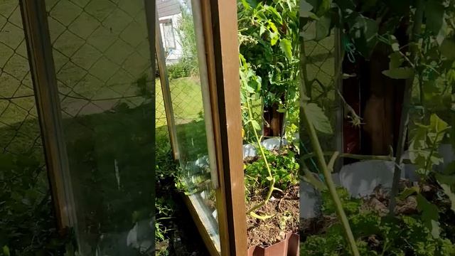 На немецкой даче ничего не растёт. смотреть онлайн