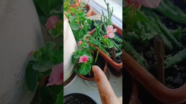 Расцвела, белая пеларгония герань, красота! #цветы #сад