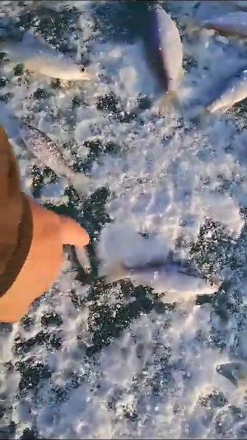 Трофейный Крупняк ! Голубой залив . #алматы #рыбалка #ка смотреть онлайн