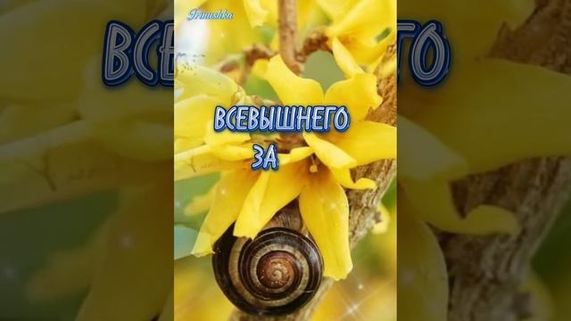 Пока есть шанс дышать, любить и просто жить! смотреть онлайн