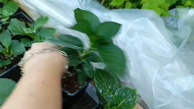 Маленький обзорчик укоренённых черенков гортензии.🤗