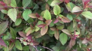 Спирея японская  Merlo Green