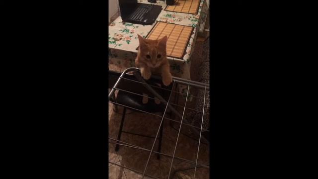 Смешное видео про животных/ сушилка смотреть онлайн