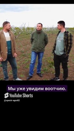 Как получить хороший урожай миндаля?