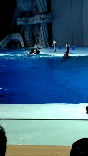 Москвариум, боковые места, касатки смотреть онлайн