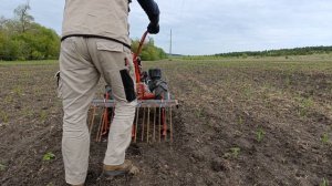 Первая прополка чеснока