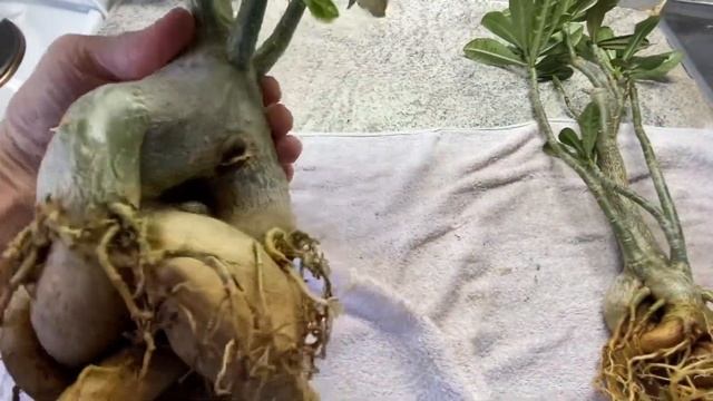 Корневую систему адениума нужно формировать каждый г? смотреть онлайн