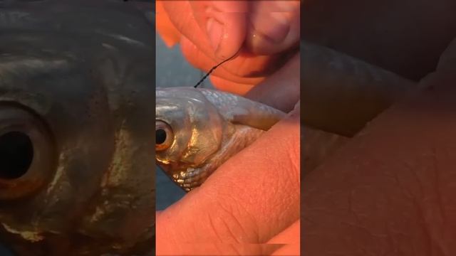 Рыбалка на жерлицы. #рыбалка #fishing #рекомендации #щука #? смотреть онлайн