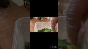 11.04.2025. Укореняла черенки гортензии в вермикулите.