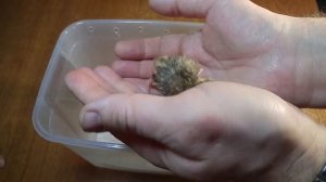 Нано перепелки. Выведение и инкубация перепелок в домашних условиях на батарее